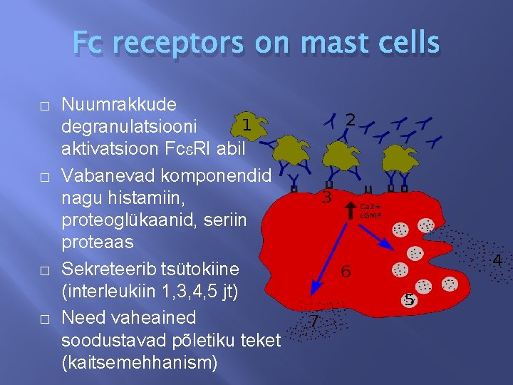 Fc receptors on mast cells � � Nuumrakkude degranulatsiooni aktivatsioon FcεRI abil Vabanevad komponendid