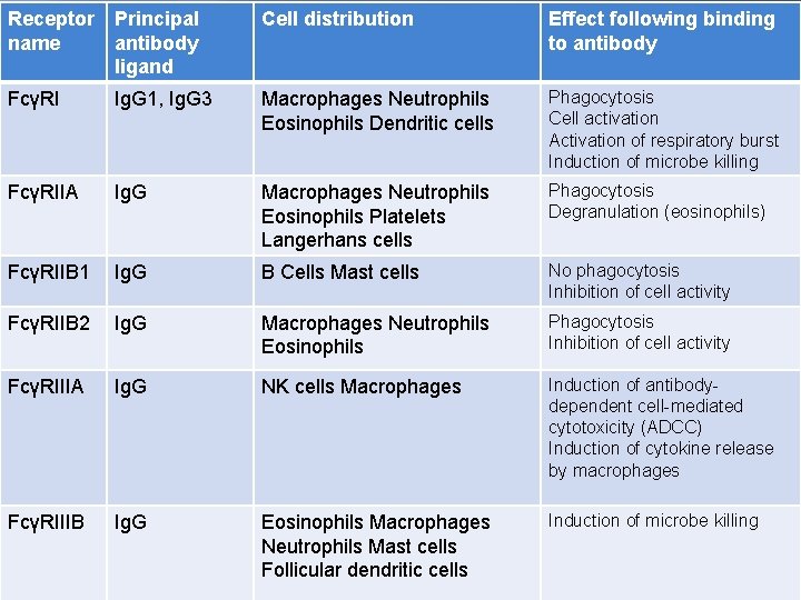 Receptor name Principal antibody ligand Cell distribution Effect following binding to antibody FcγRI Ig.