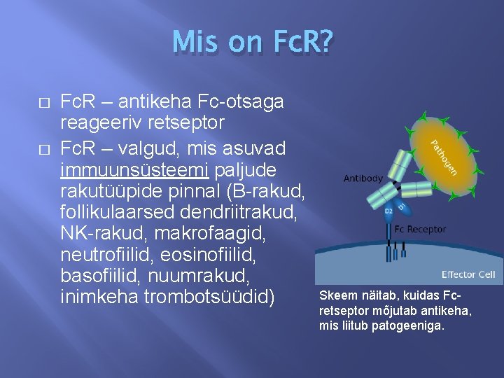 Mis on Fc. R? � � Fc. R – antikeha Fc-otsaga reageeriv retseptor Fc.