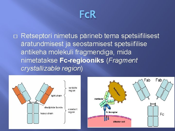 Fc. R � Retseptori nimetus pärineb tema spetsiifilisest äratundmisest ja seostamisest spetsiifilise antikeha molekuli