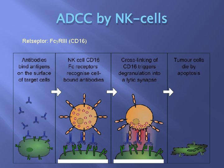 ADCC by NK-cells Retseptor: Fc RIII (CD 16) 