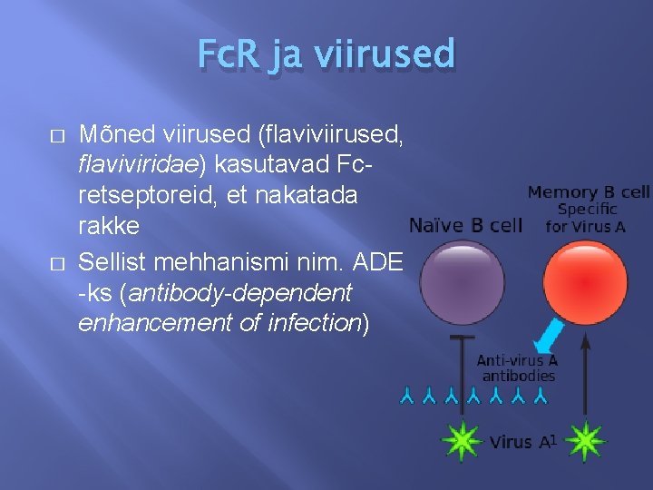 Fc. R ja viirused � � Mõned viirused (flaviviirused, flaviviridae) kasutavad Fcretseptoreid, et nakatada