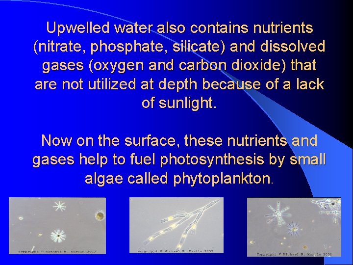 Upwelled water also contains nutrients (nitrate, phosphate, silicate) and dissolved gases (oxygen and carbon