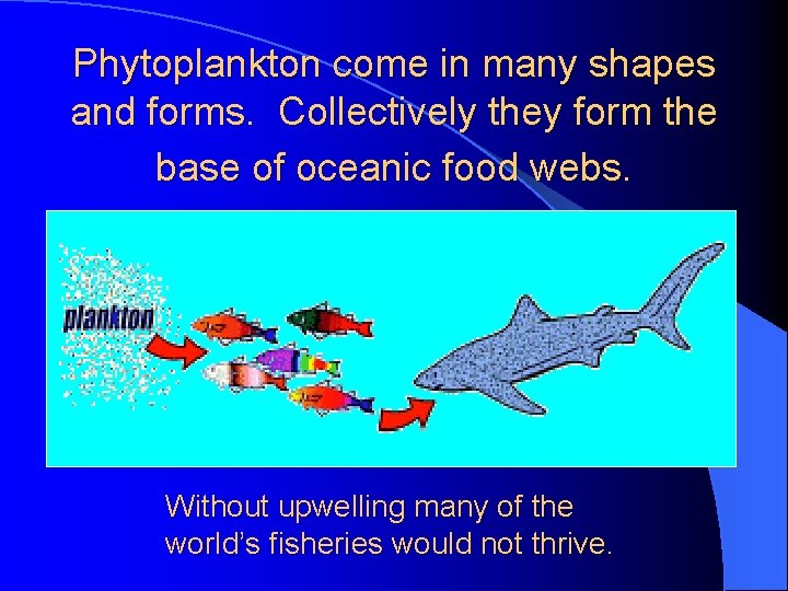 Phytoplankton come in many shapes and forms. Collectively they form the base of oceanic