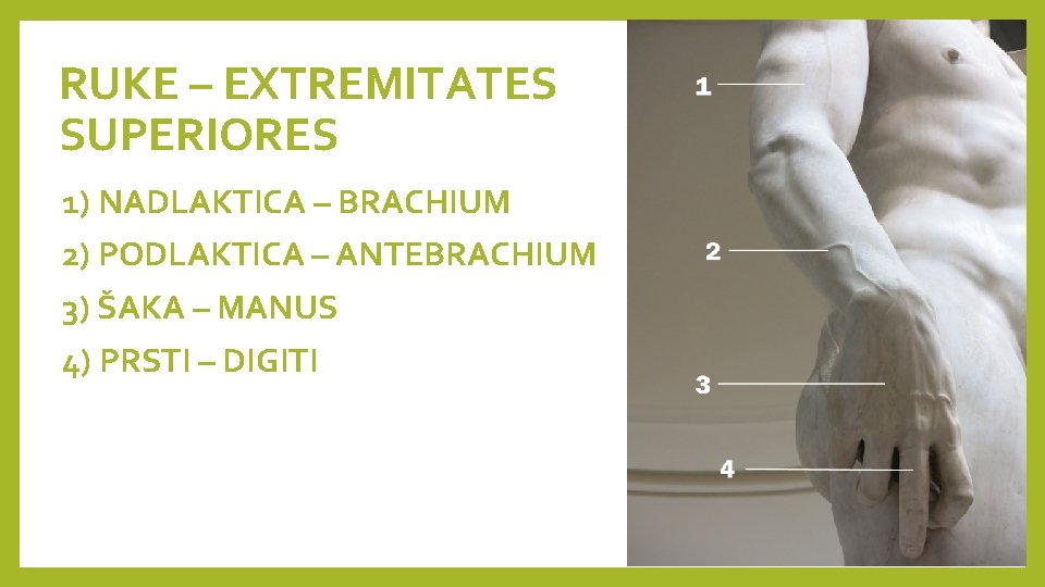 RUKE – EXTREMITATES SUPERIORES 1) NADLAKTICA – BRACHIUM 2) PODLAKTICA – ANTEBRACHIUM 3) ŠAKA