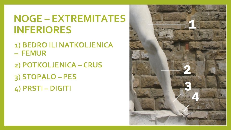 NOGE – EXTREMITATES INFERIORES 1) BEDRO ILI NATKOLJENICA – FEMUR 2) POTKOLJENICA – CRUS