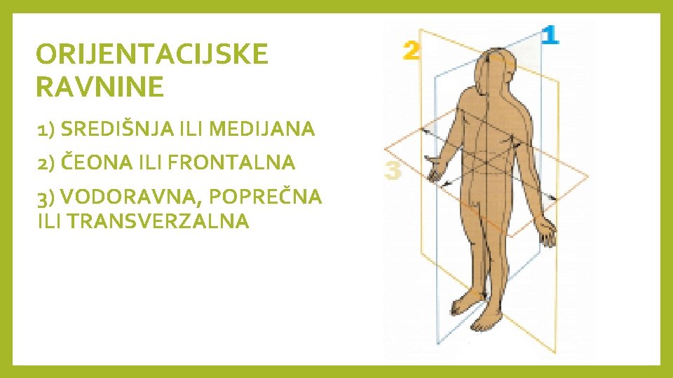 ORIJENTACIJSKE RAVNINE 1) SREDIŠNJA ILI MEDIJANA 2) ČEONA ILI FRONTALNA 3) VODORAVNA, POPREČNA ILI