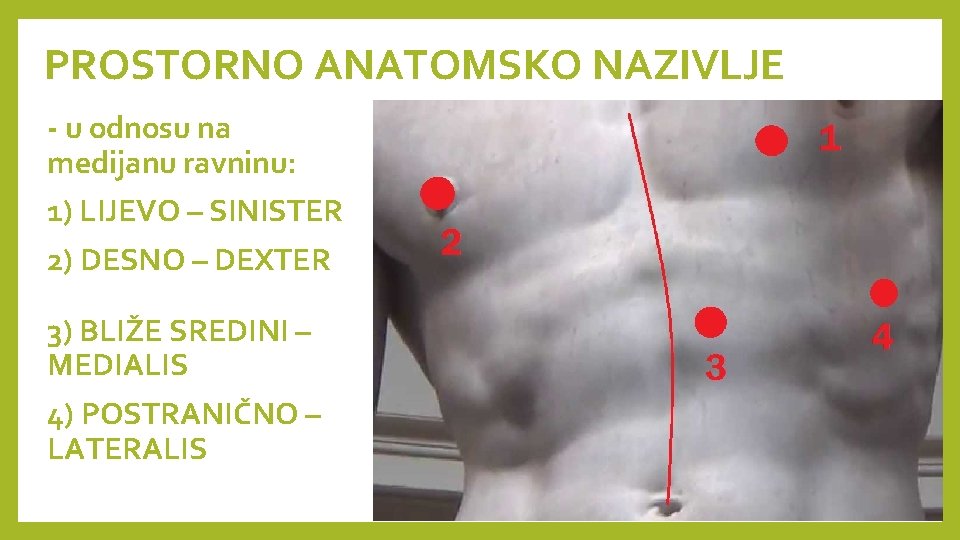 PROSTORNO ANATOMSKO NAZIVLJE - u odnosu na medijanu ravninu: 1) LIJEVO – SINISTER 2)