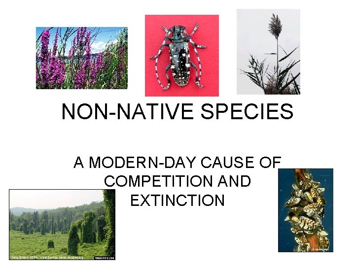 NON-NATIVE SPECIES A MODERN-DAY CAUSE OF COMPETITION AND EXTINCTION 
