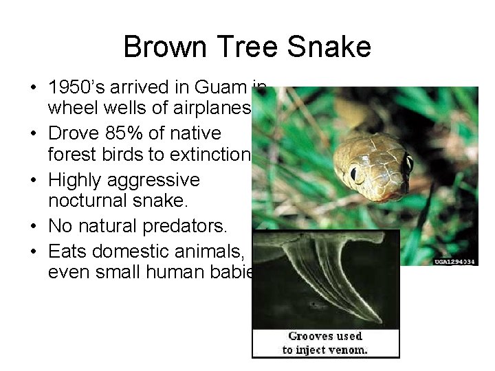 Brown Tree Snake • 1950’s arrived in Guam in wheel wells of airplanes •