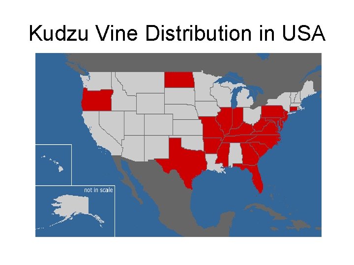 Kudzu Vine Distribution in USA 