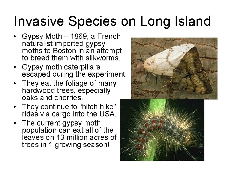 Invasive Species on Long Island • Gypsy Moth – 1869, a French naturalist imported