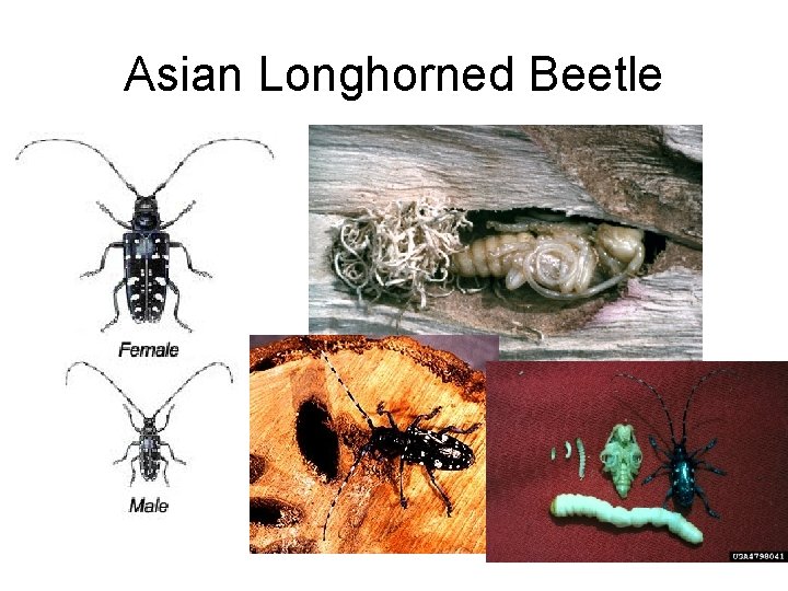 Asian Longhorned Beetle 