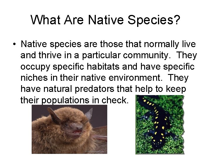 What Are Native Species? • Native species are those that normally live and thrive