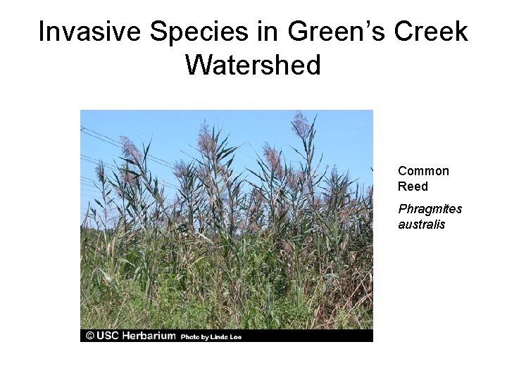 Invasive Species in Green’s Creek Watershed Common Reed Phragmites australis 