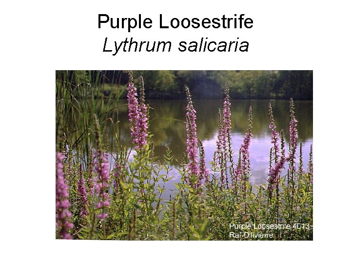 Purple Loosestrife Lythrum salicaria 