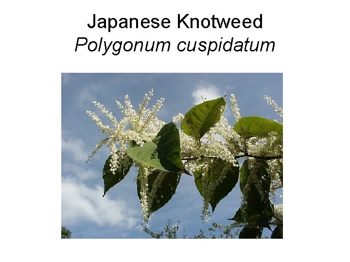 Japanese Knotweed Polygonum cuspidatum 