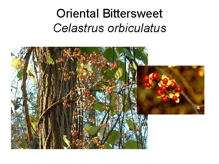 Oriental Bittersweet Celastrus orbiculatus 