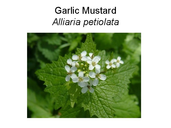Garlic Mustard Alliaria petiolata 