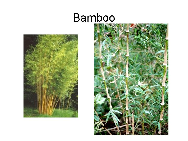 Bamboo 