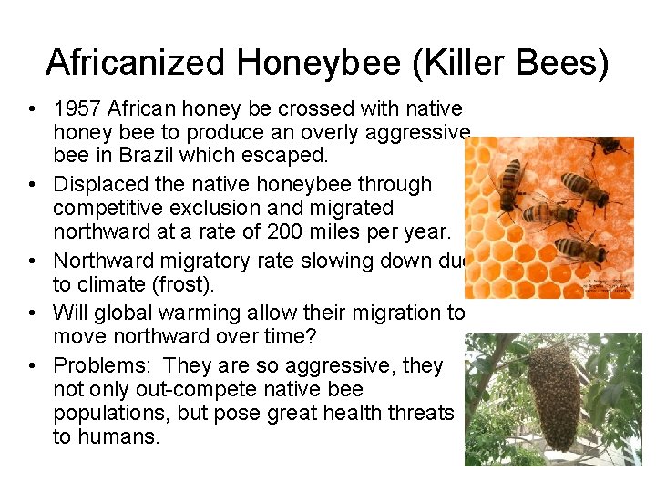 Africanized Honeybee (Killer Bees) • 1957 African honey be crossed with native honey bee