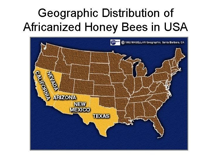 Geographic Distribution of Africanized Honey Bees in USA 