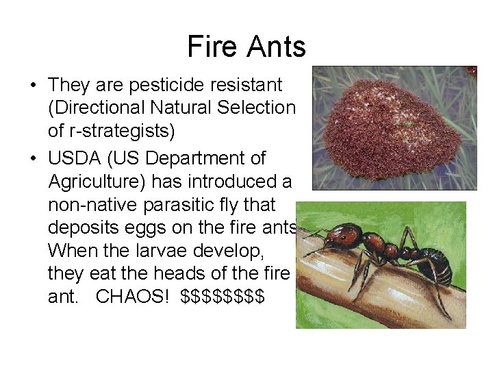 Fire Ants • They are pesticide resistant (Directional Natural Selection of r-strategists) • USDA