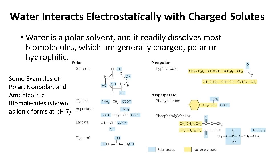 Water Interacts Electrostatically with Charged Solutes • Water is a polar solvent, and it