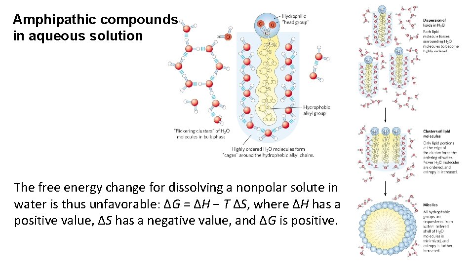 Amphipathic compounds in aqueous solution The free energy change for dissolving a nonpolar solute