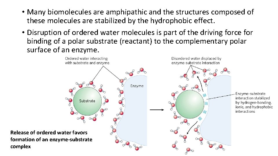  • Many biomolecules are amphipathic and the structures composed of these molecules are
