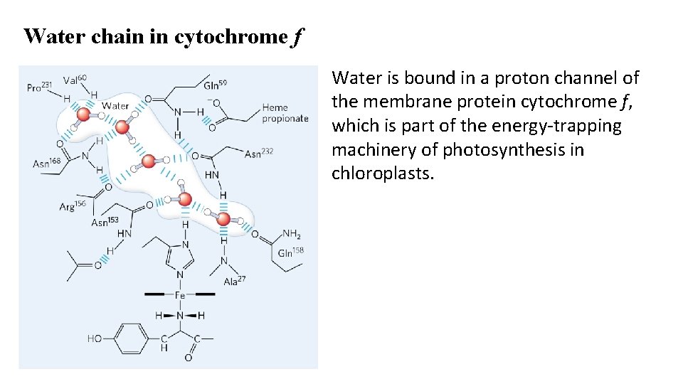 Water chain in cytochrome f Water is bound in a proton channel of the