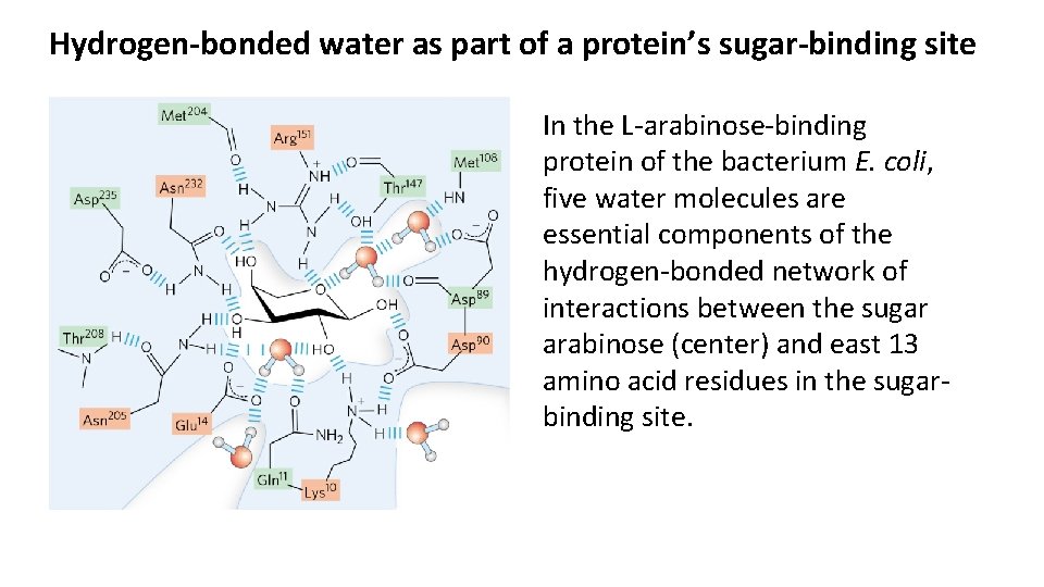 Hydrogen-bonded water as part of a protein’s sugar-binding site In the L-arabinose-binding protein of