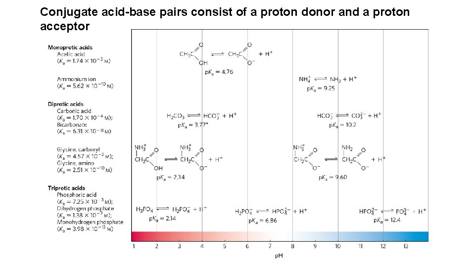 Conjugate acid-base pairs consist of a proton donor and a proton acceptor 