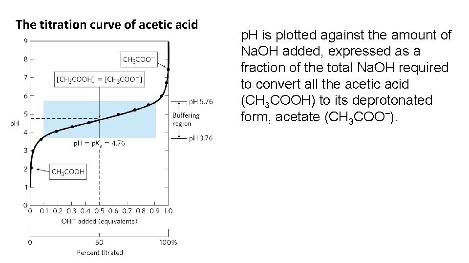 The titration curve of acetic acid p. H is plotted against the amount of