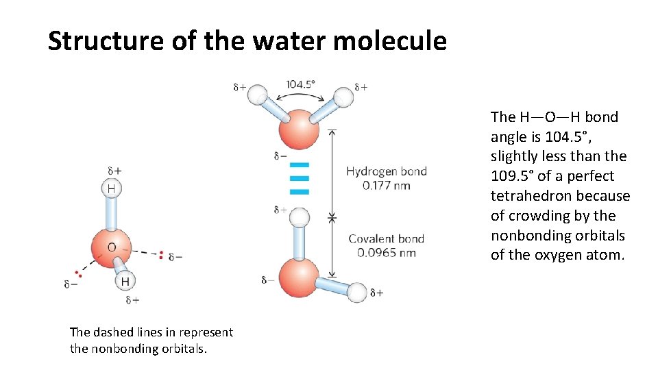 Structure of the water molecule The H—O—H bond angle is 104. 5°, slightly less