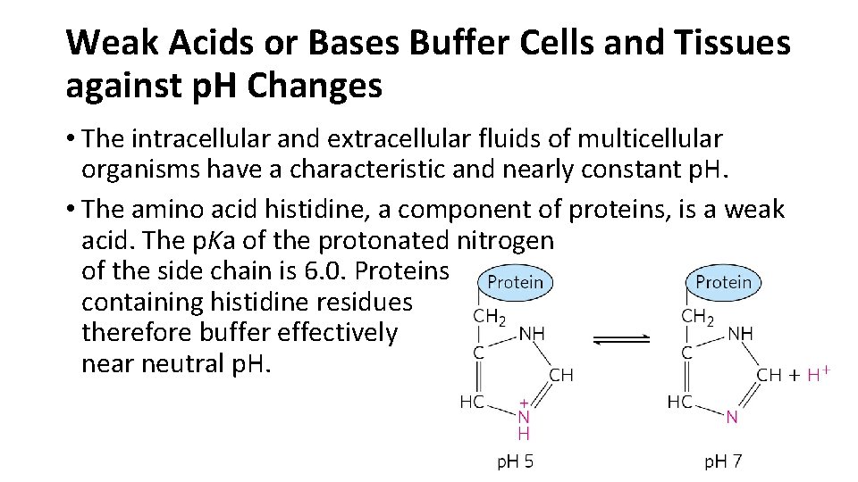 Weak Acids or Bases Buffer Cells and Tissues against p. H Changes • The