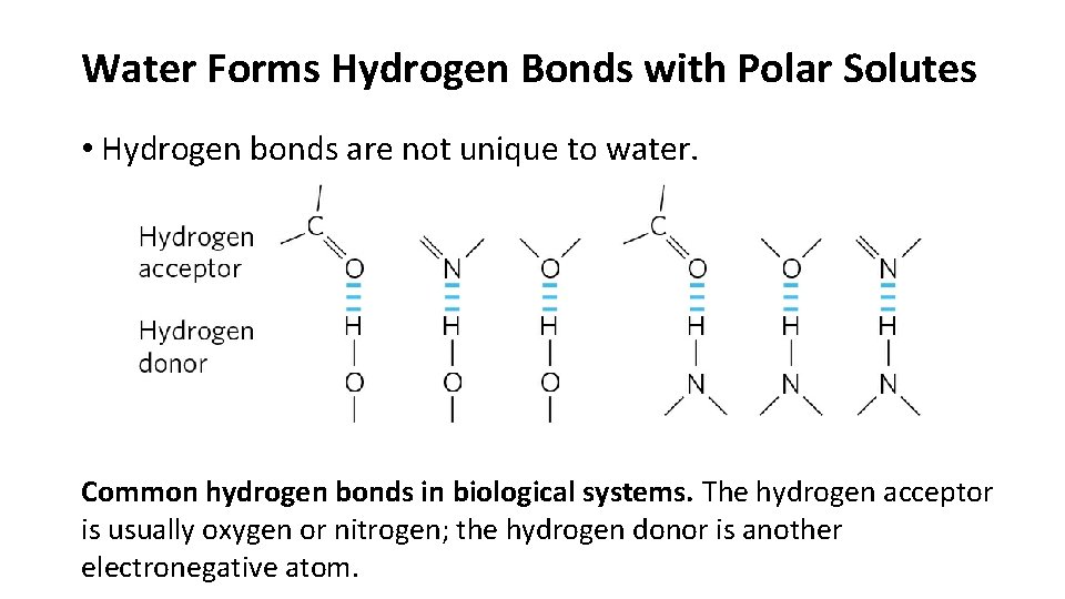 Water Forms Hydrogen Bonds with Polar Solutes • Hydrogen bonds are not unique to