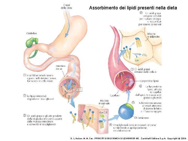 Assorbimento dei lipidi presenti nella dieta D. L. Nelson, M. M. Cox, I PRINCIPI