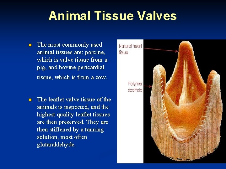 Animal Tissue Valves n The most commonly used animal tissues are: porcine, which is