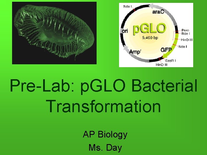 Pre-Lab: p. GLO Bacterial Transformation AP Biology Ms. Day 