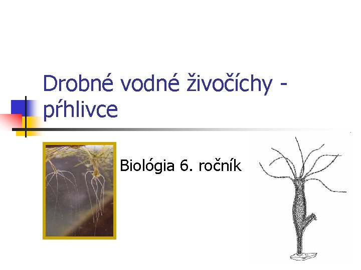 Drobné vodné živočíchy pŕhlivce Biológia 6. ročník 