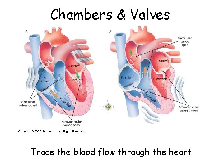 Chambers & Valves Trace the blood flow through the heart 