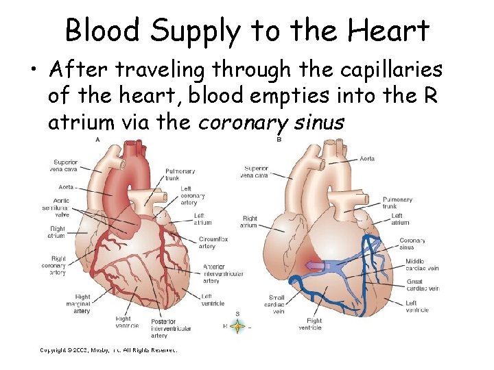 Blood Supply to the Heart • After traveling through the capillaries of the heart,