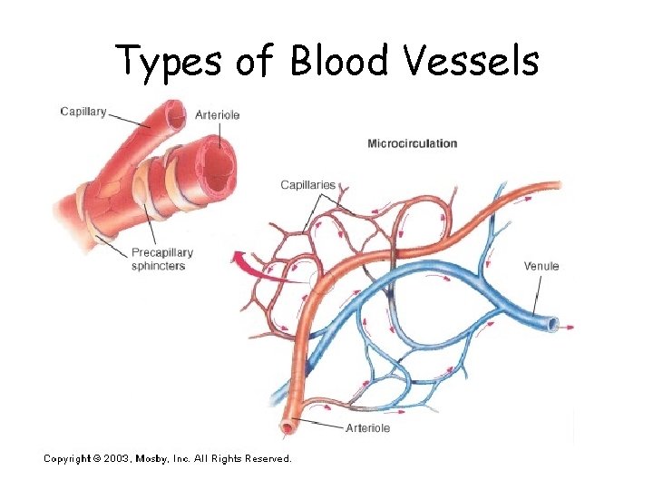 Types of Blood Vessels 