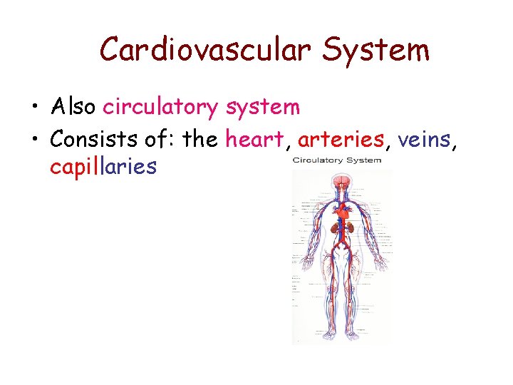 Cardiovascular System • Also circulatory system • Consists of: the heart, arteries, veins, capillaries