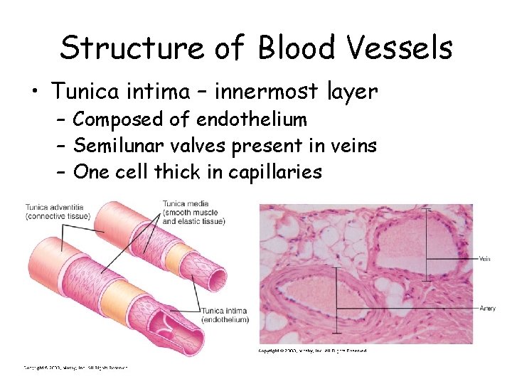 Structure of Blood Vessels • Tunica intima – innermost layer – Composed of endothelium