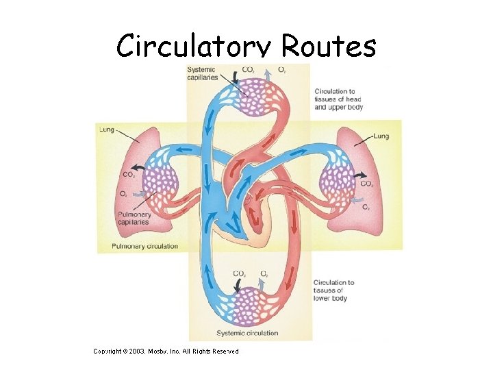 Circulatory Routes 