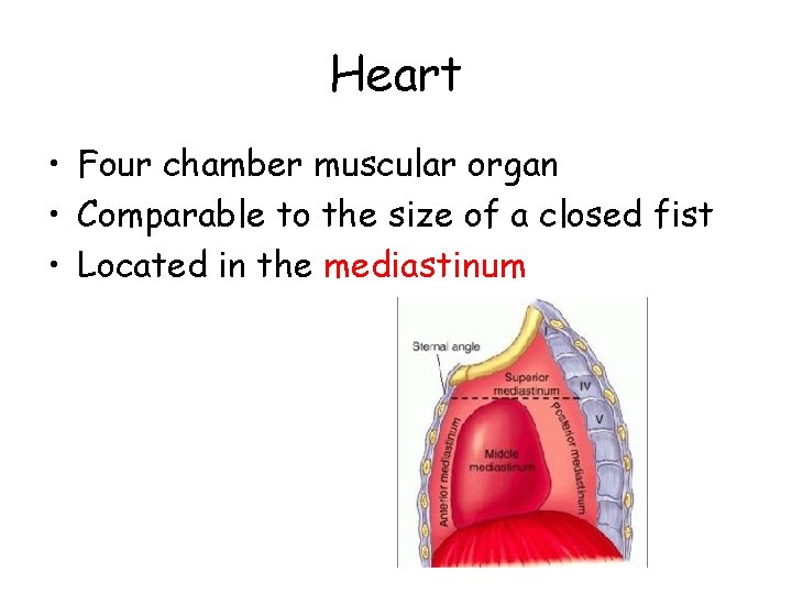 Heart • Four chamber muscular organ • Comparable to the size of a closed