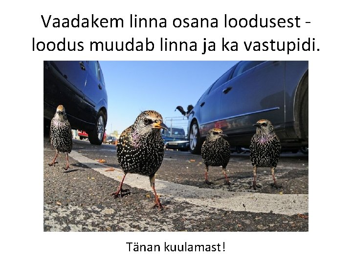 Vaadakem linna osana loodusest loodus muudab linna ja ka vastupidi. Tänan kuulamast! 