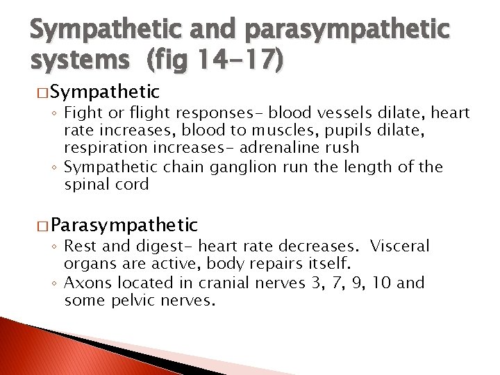 Sympathetic and parasympathetic systems (fig 14 -17) � Sympathetic ◦ Fight or flight responses-